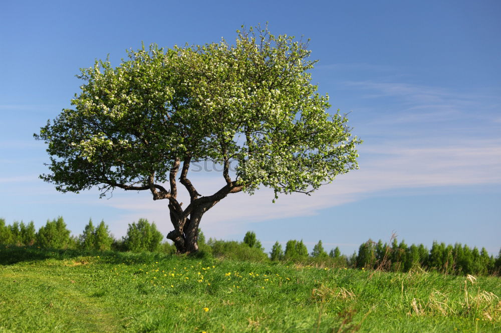 Similar – Mein Freund der Baum…