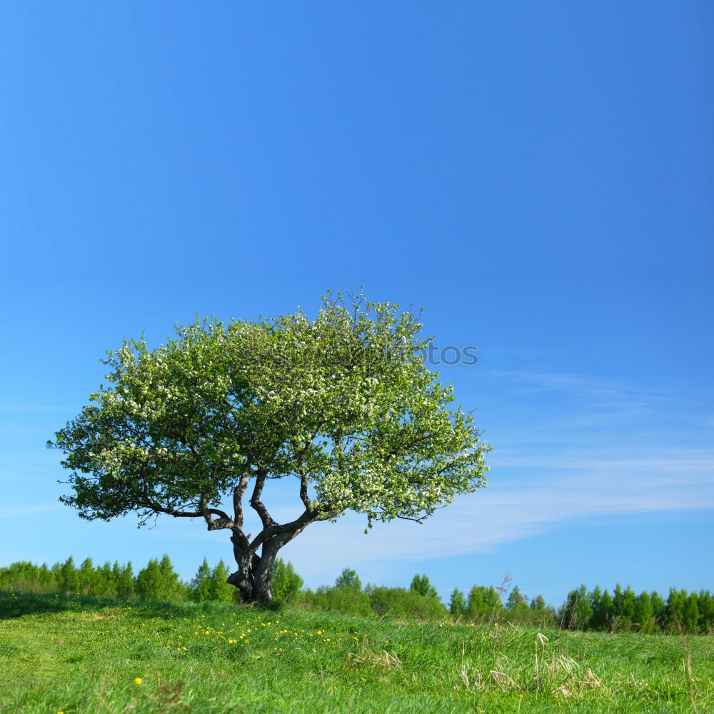 Baum unter Strom grün