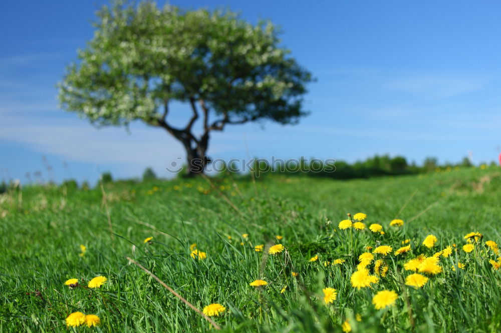 Similar – Image, Stock Photo ladybird perspective