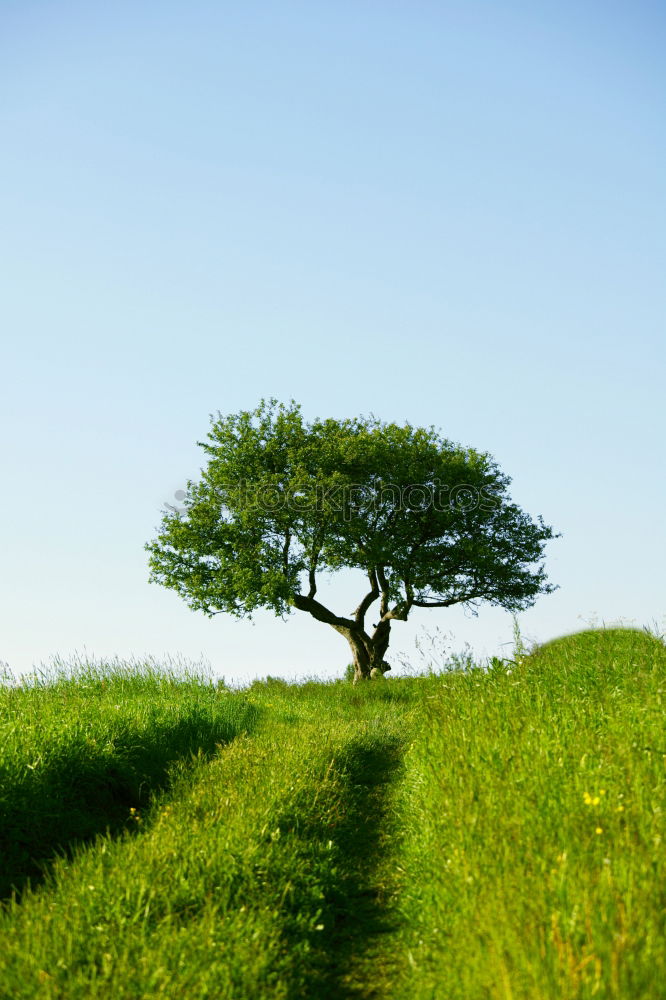 Similar – Pear tree in a meadow with Swabian Alb in the background