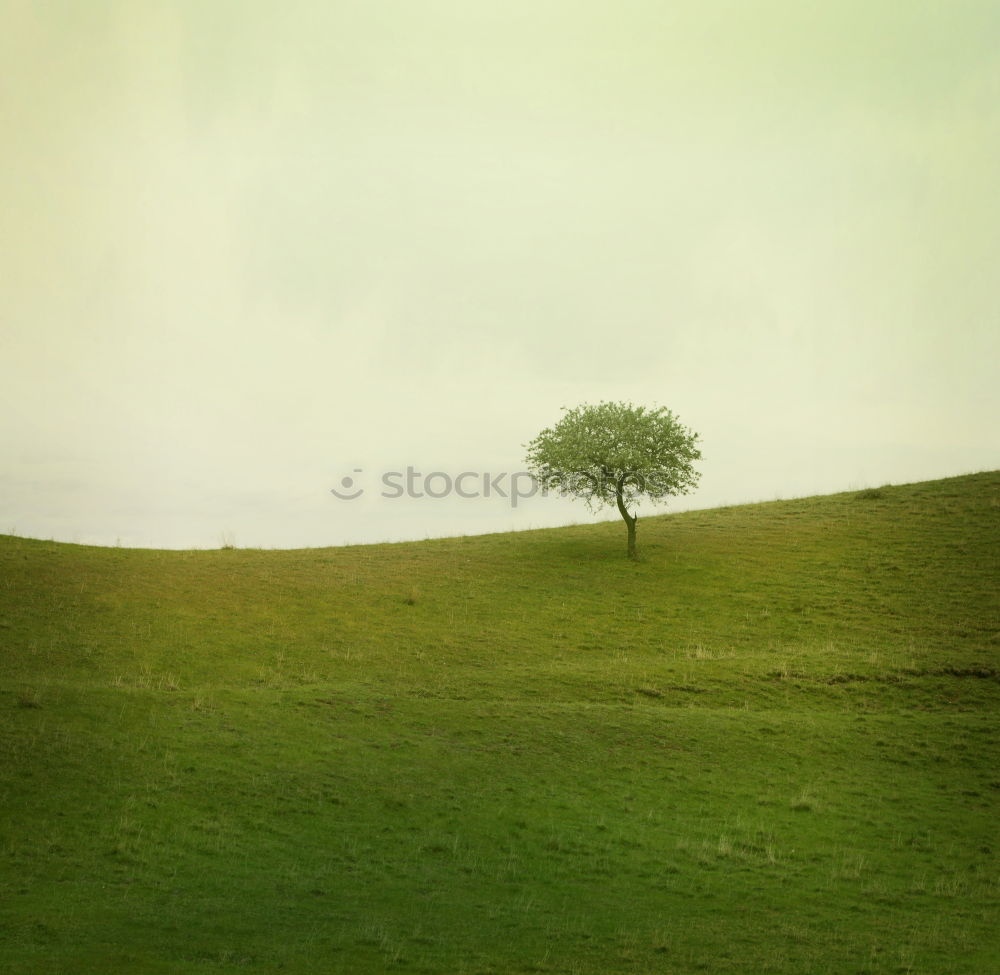 Similar – Image, Stock Photo Family Baum Tree Green