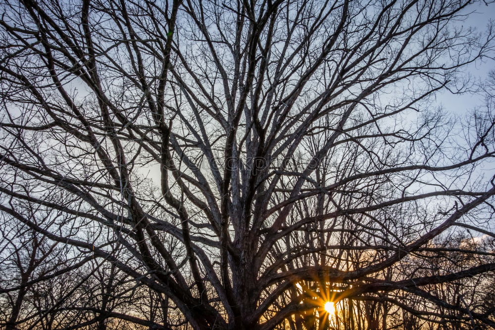 Similar – Image, Stock Photo Hafencity tree Environment