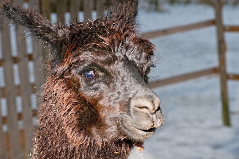 Foto Bild Osterhasenesel Fressen