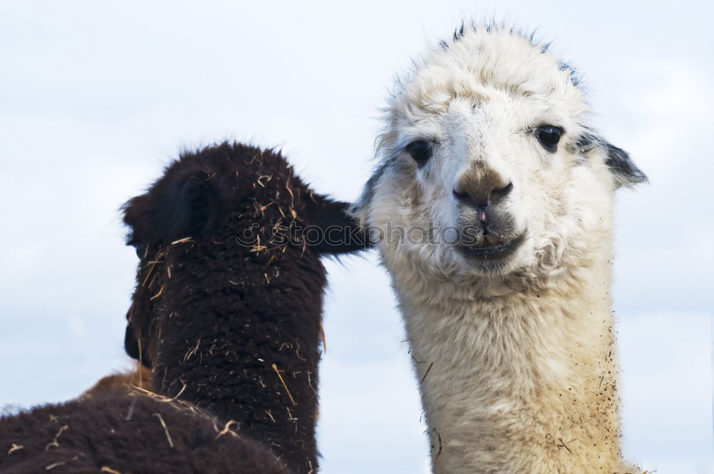 Similar – lama in lima Lima Peru