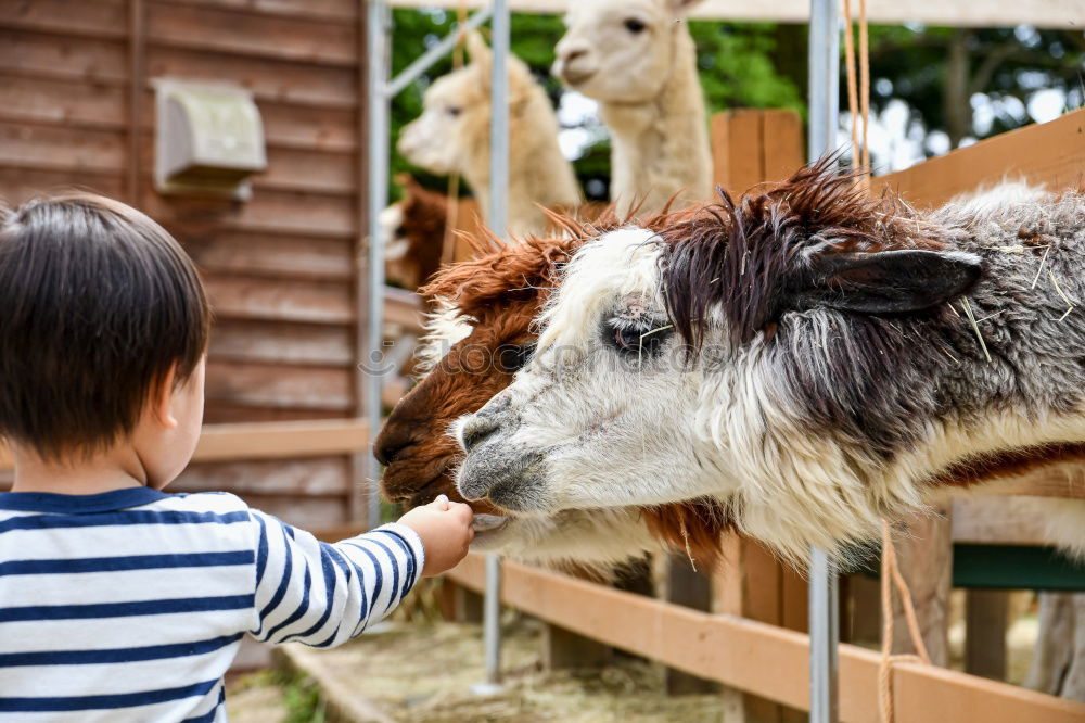 Image, Stock Photo Kid with animal Lifestyle