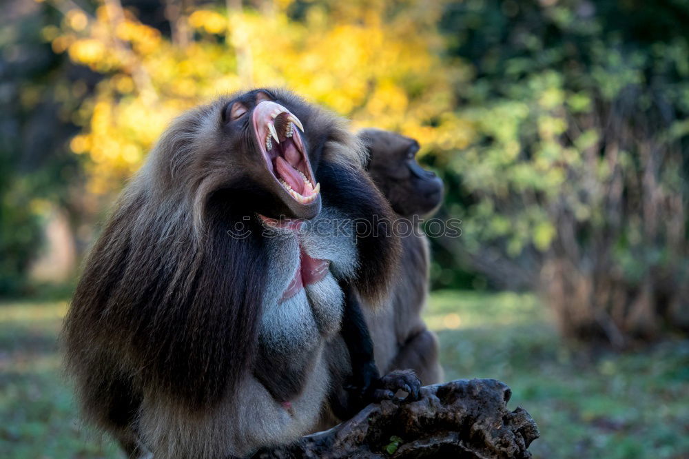 Similar – Image, Stock Photo Drill Monkey (Mandrillus Leucophaeus) Portrait