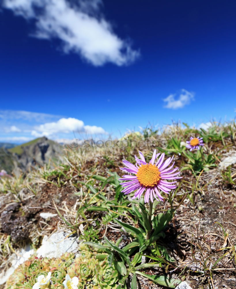 Similar – Image, Stock Photo edelweiss Mountain Hiking