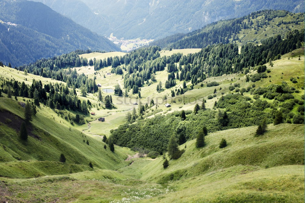 Image, Stock Photo Forest in a piece