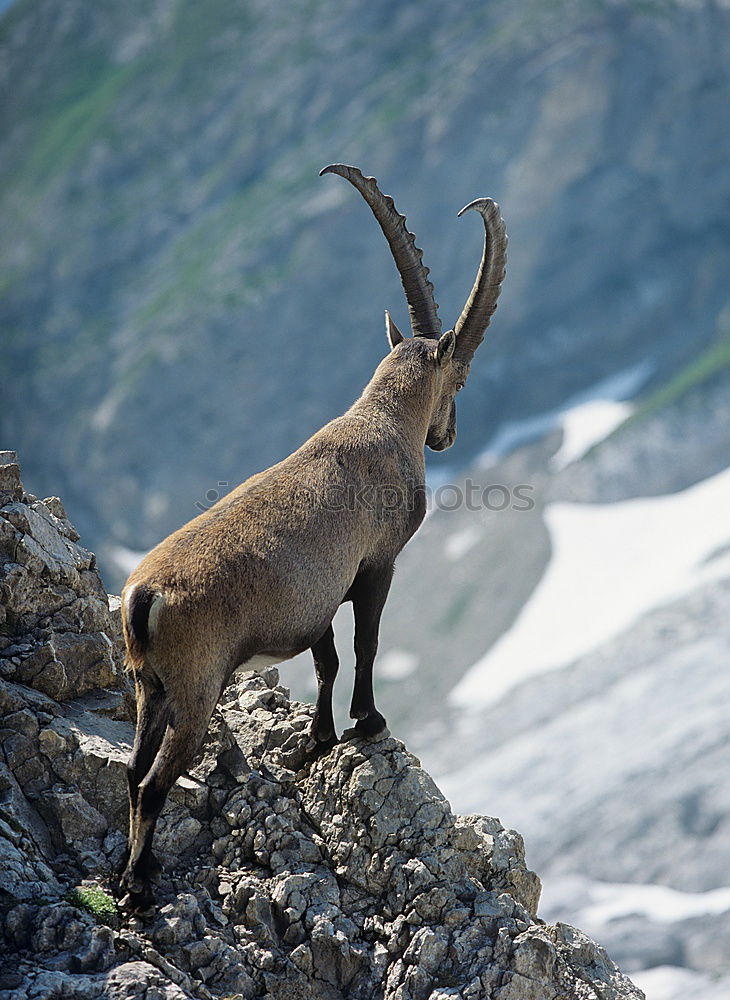 Similar – König der Berge Wildtier