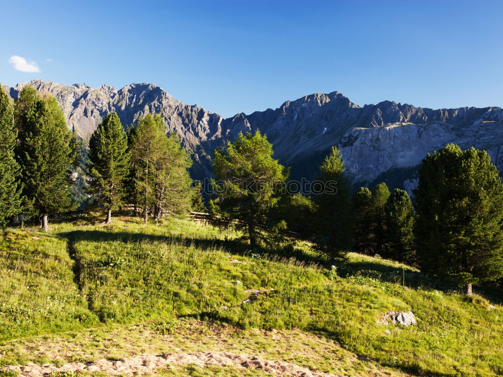 Similar – Mountaineer on a rock and cow on the grass