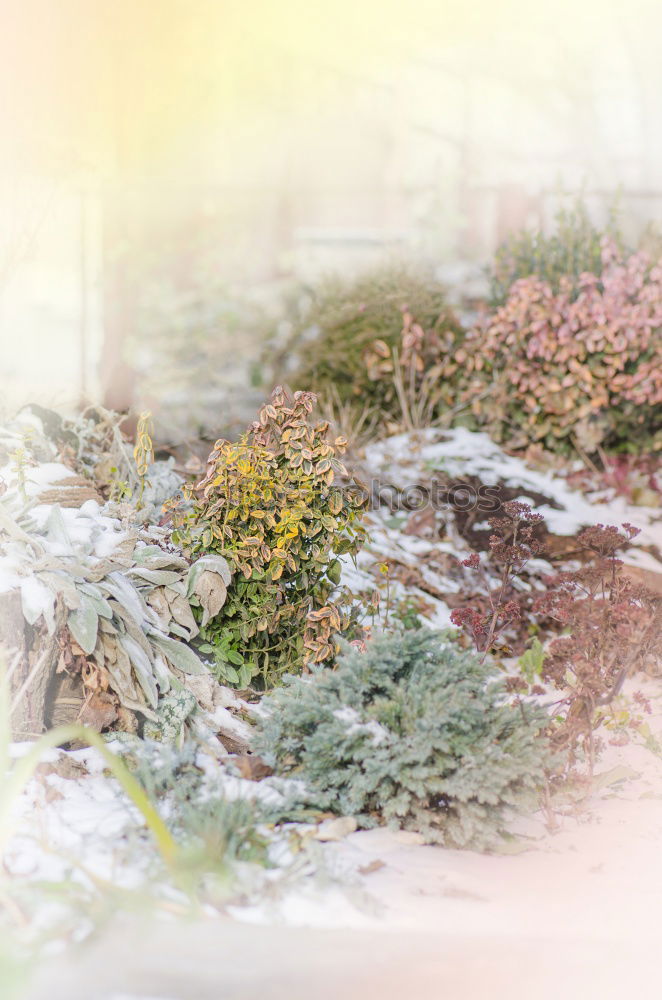 Similar – Beautiful plants in winter