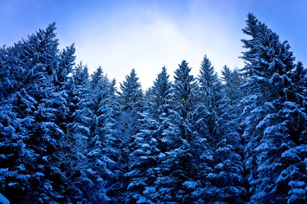 Similar – Image, Stock Photo ski-bound Skis Driving