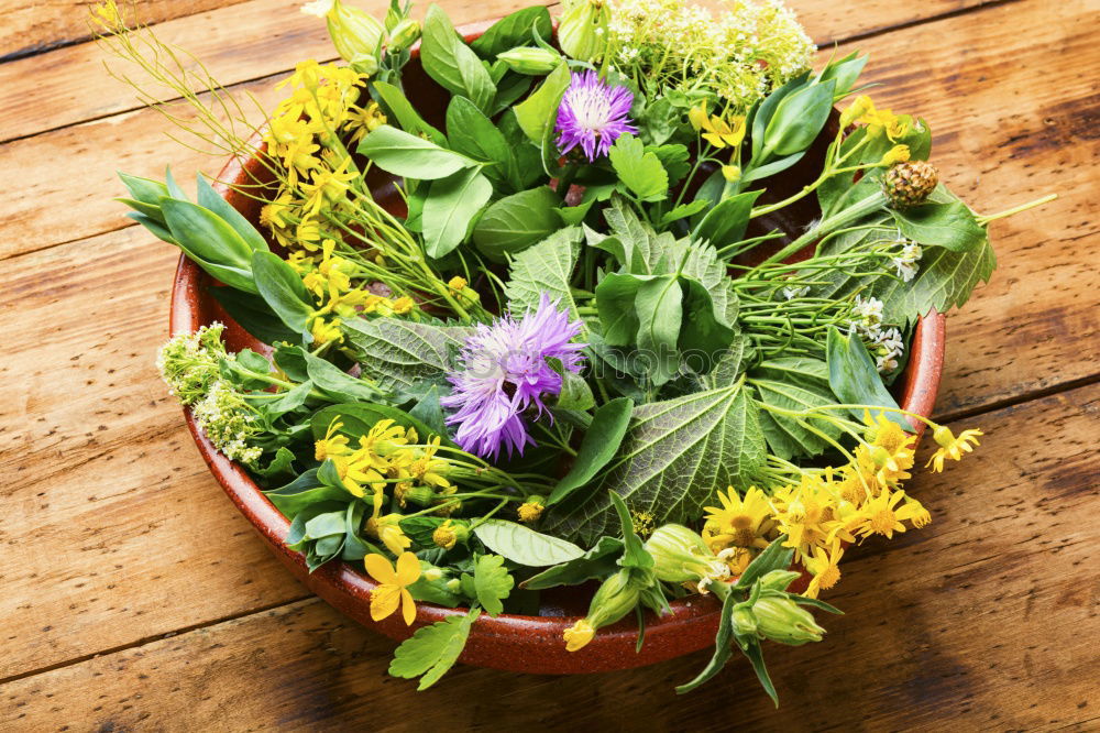 Similar – Image, Stock Photo Groundcover Plants for Garden