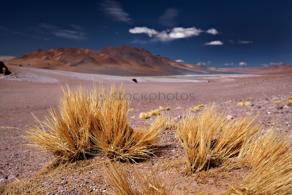 Similar – Cacti and salt lake