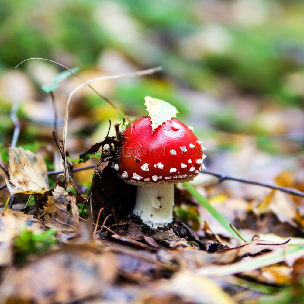 Similar – Fly agaric II Environment