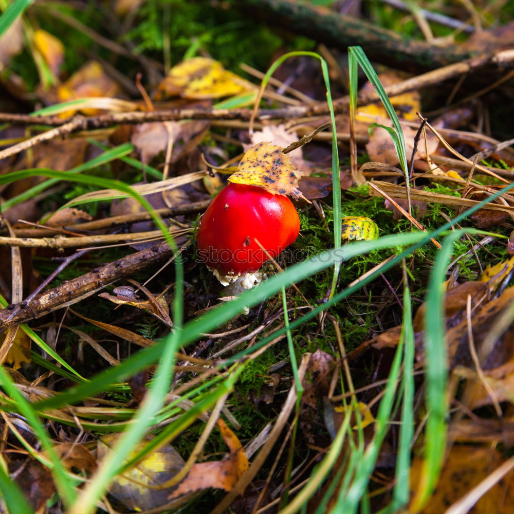 Similar – eine reife Kastanie liegt mit Blättern auf einer Wiese