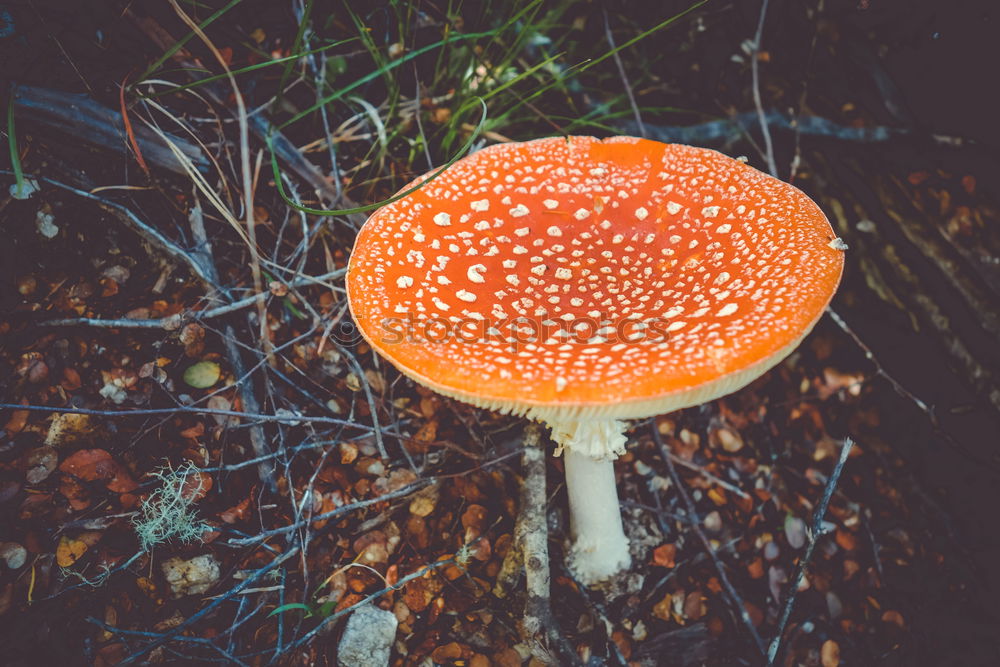 Similar – fly agaric Environment