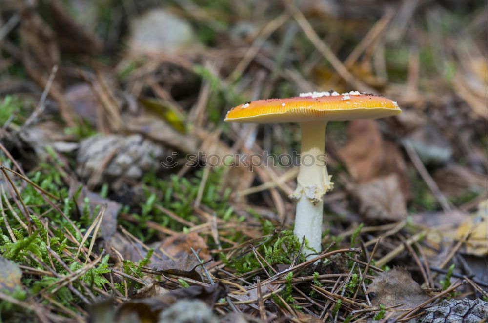 Similar – Image, Stock Photo fly agaric Nature Plant