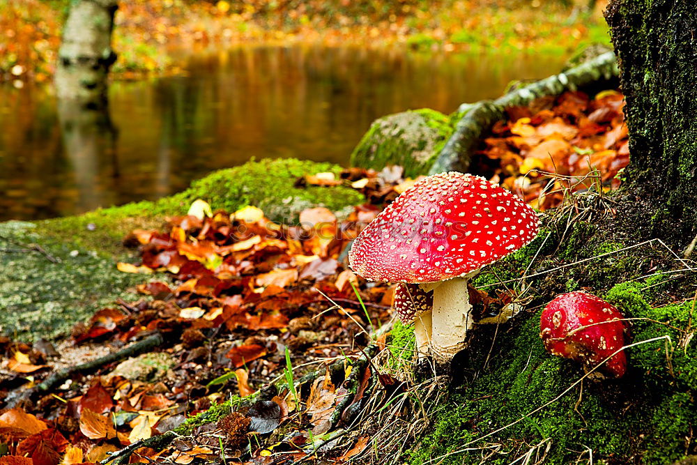 Similar – Image, Stock Photo young and old Environment