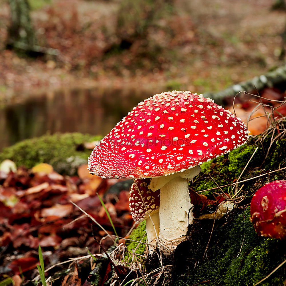 Similar – Image, Stock Photo young and old Environment