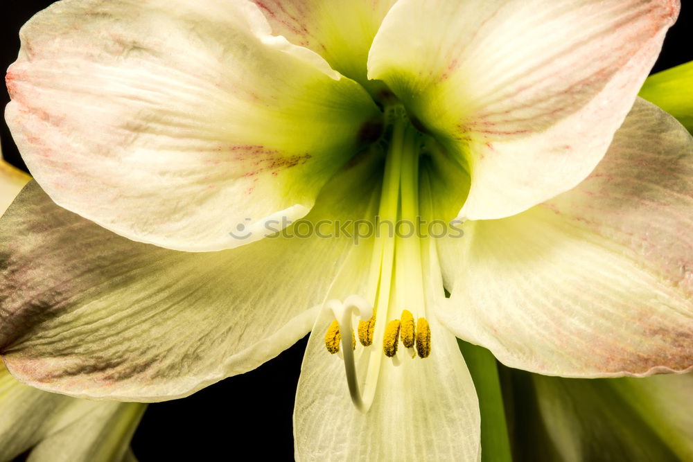 Il fiore Flower White