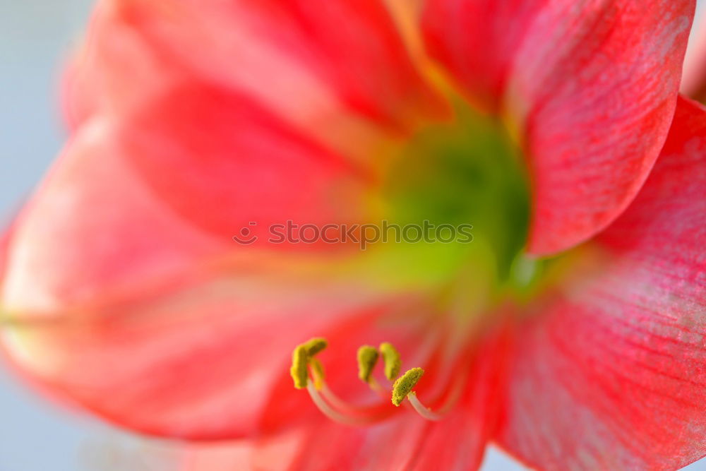 Similar – Macro of a tulip