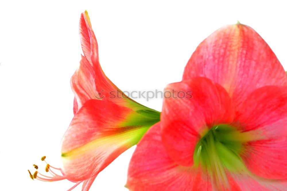 Image, Stock Photo Hibiscus in square I Plant