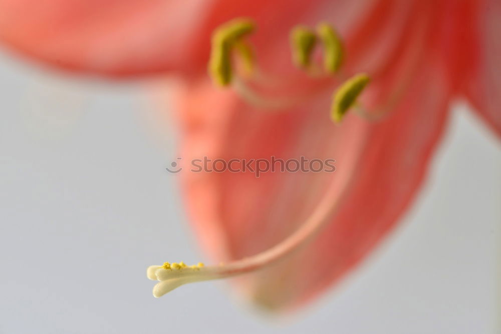 Similar – anemone Anemone Spring