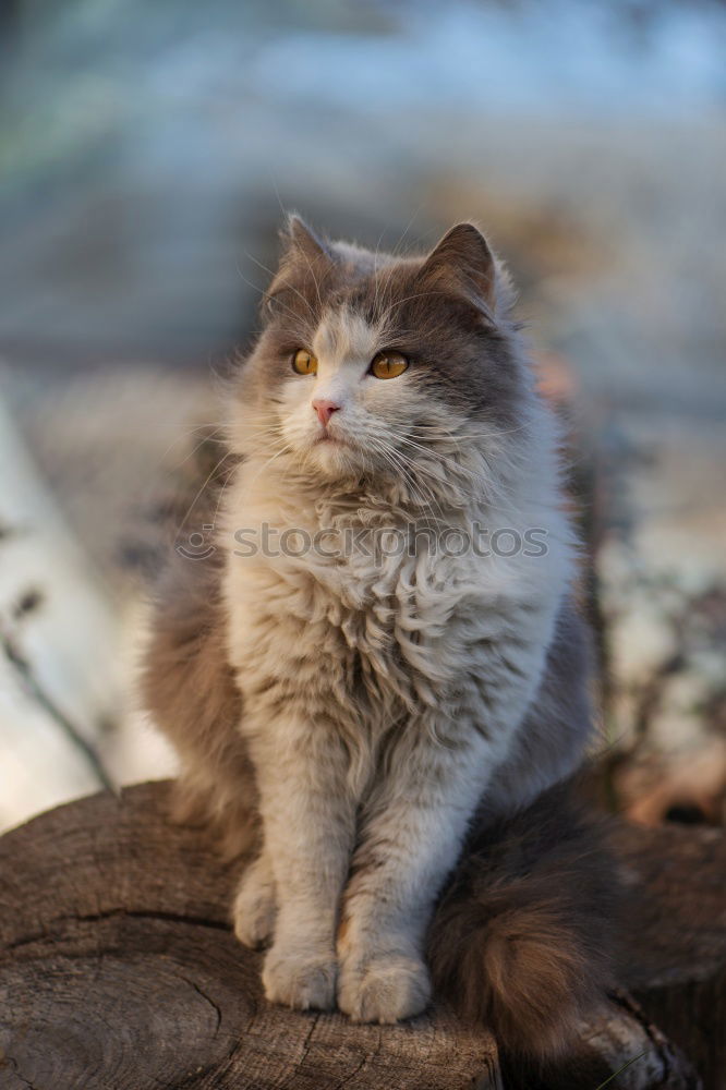 Similar – red cat sitting Animal Pet