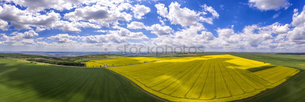 Similar – La Colza V Canola Plant