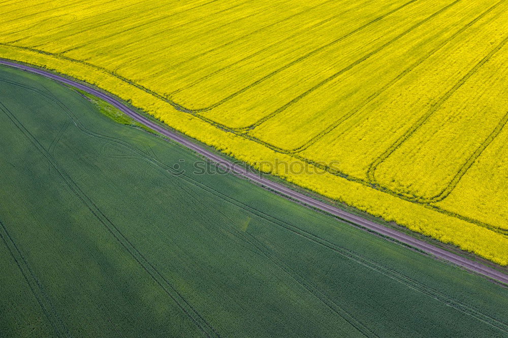 rapeseed patches