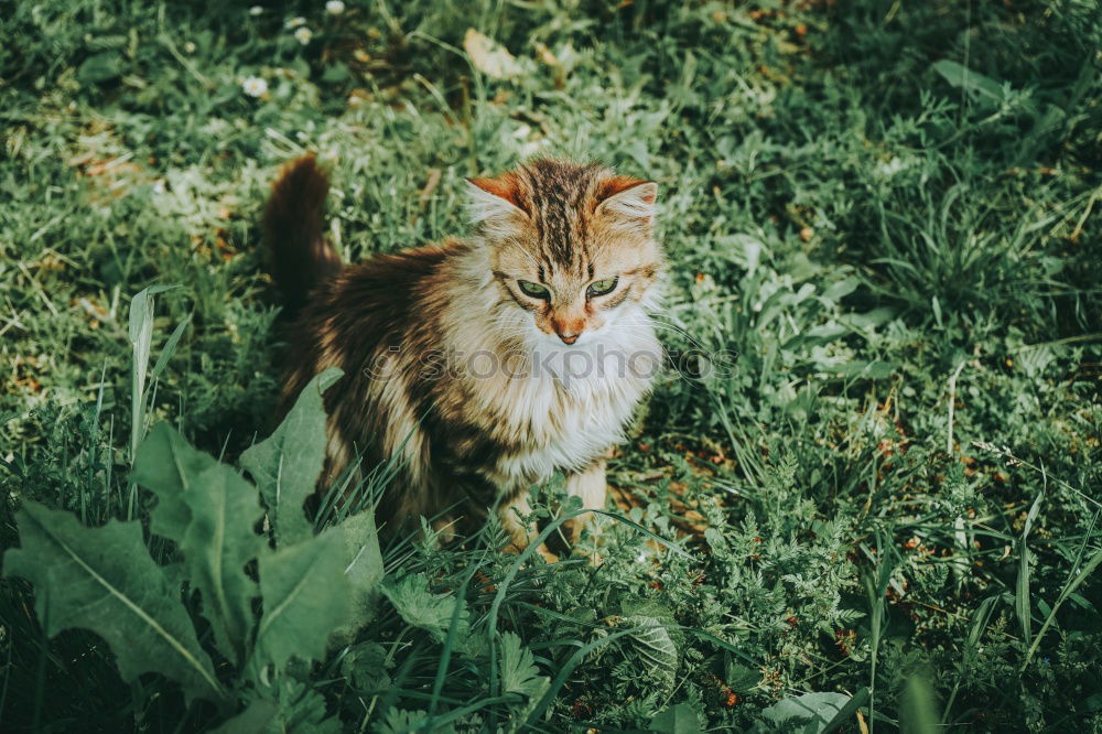 Similar – Foto Bild Katzenfutter