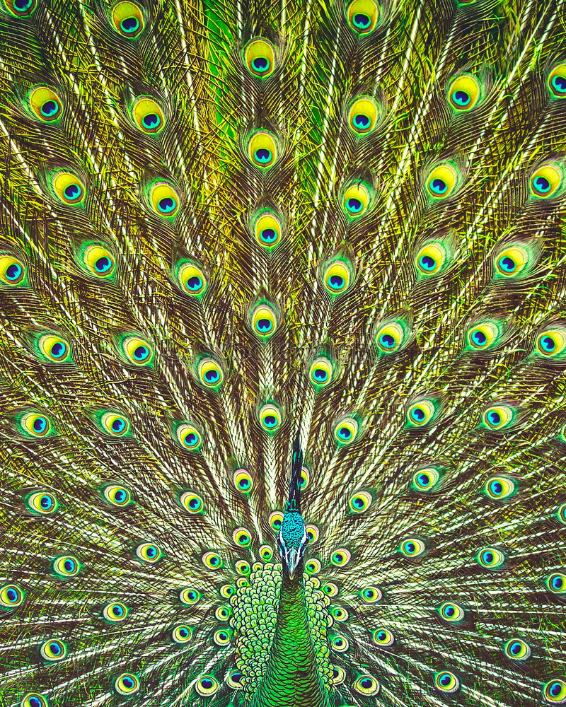 Similar – Image, Stock Photo Peacock, turning a wheel