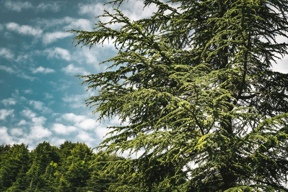 Similar – Foto Bild Schönes Wetter Umwelt