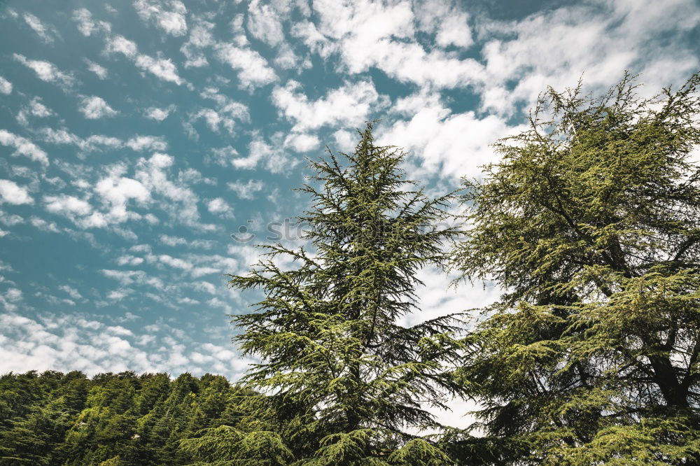 Similar – Image, Stock Photo Beautiful Carpathian Mountains Summer Landscape In Romania