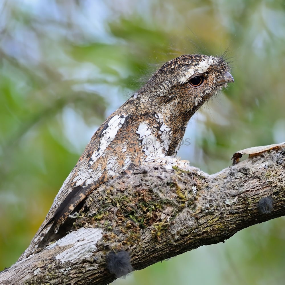 Similar – Image, Stock Photo callus catfish