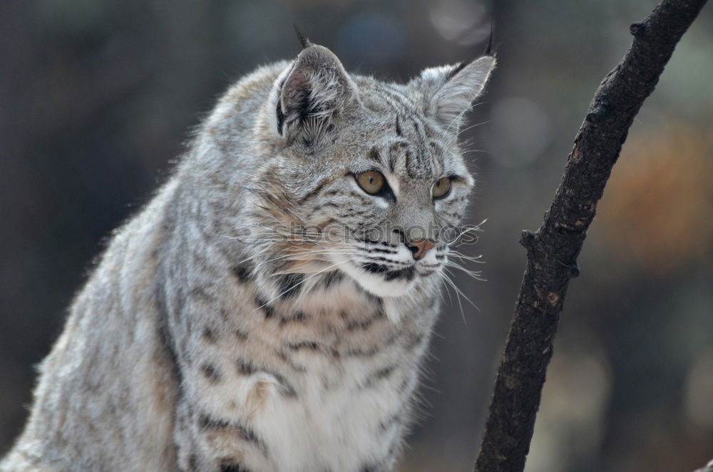 Similar – The Lynx I Style Nature