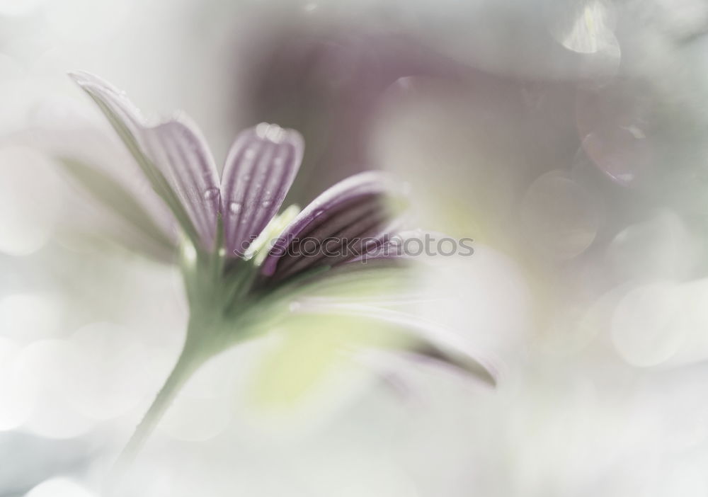 Image, Stock Photo White flowers on a blossom cherry tree with soft background