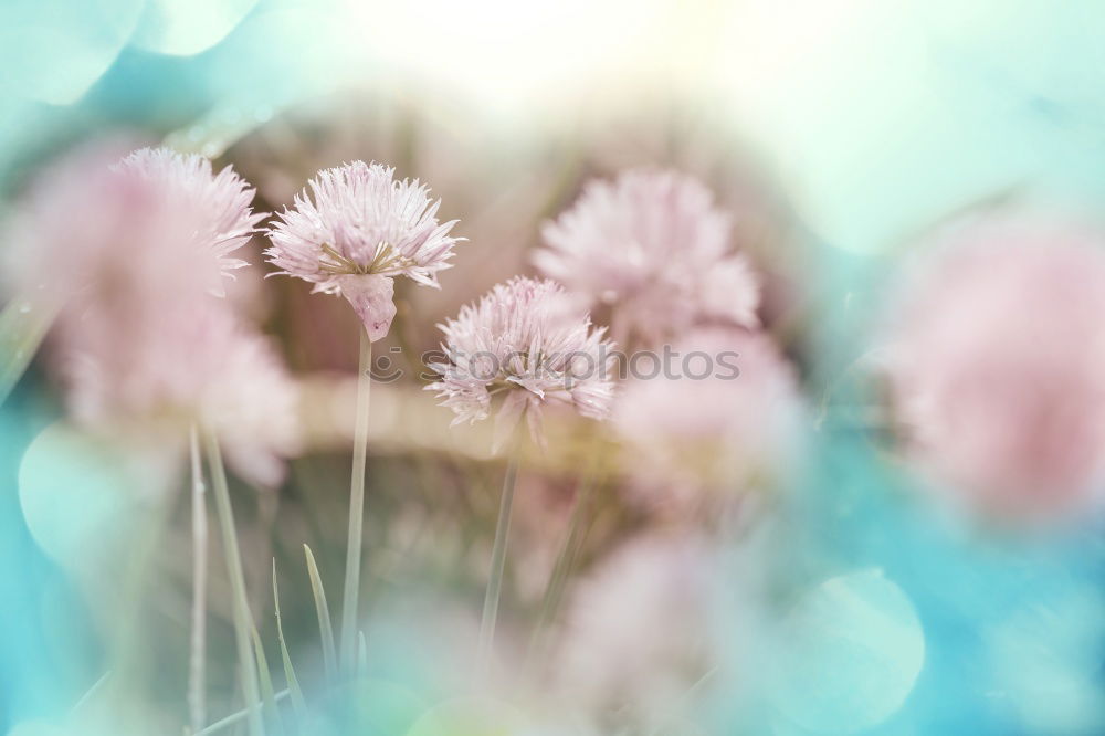 Similar – pink daisy Natur Frühling