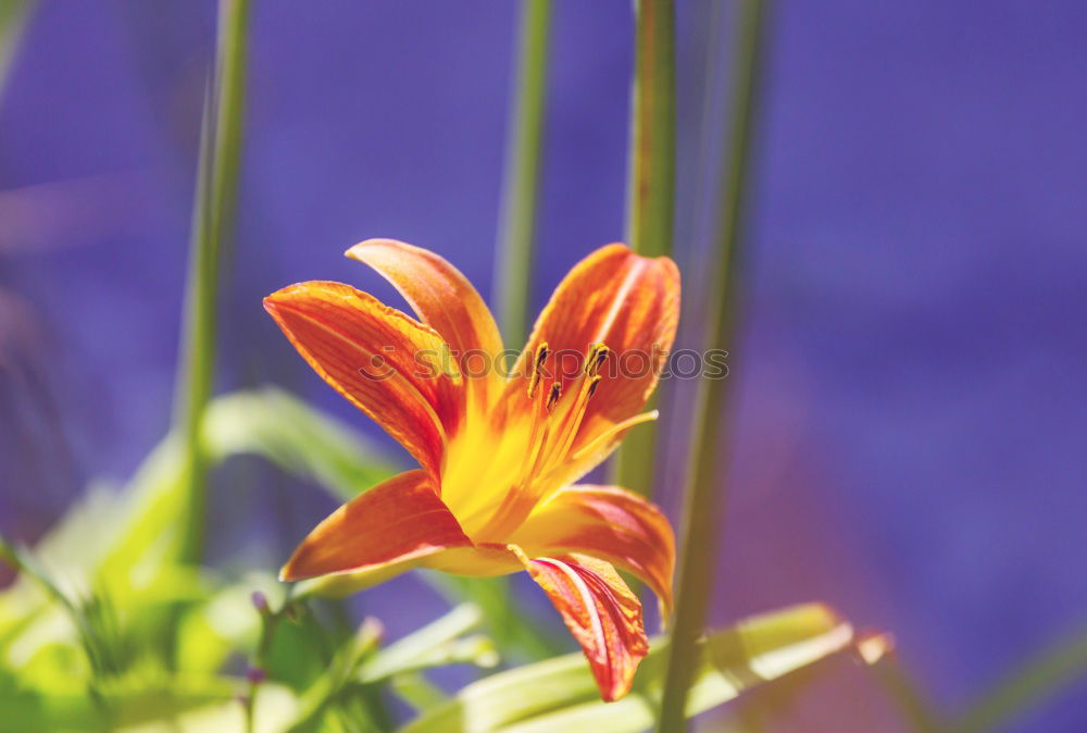 Similar – Image, Stock Photo coloured flowers