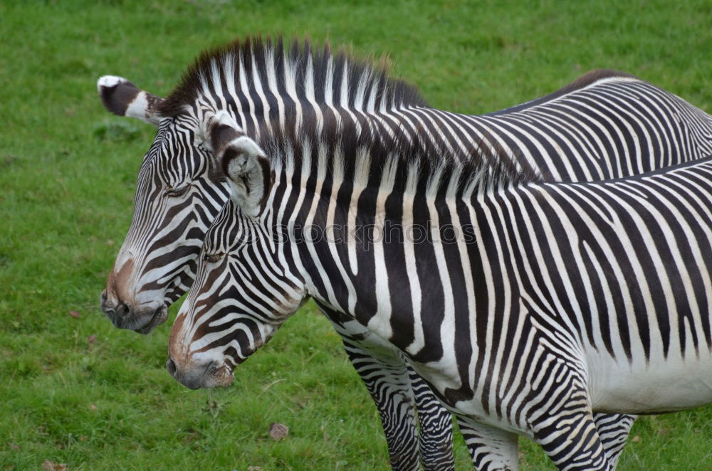 Similar – Mama, da steht ein Zebra im Garten…