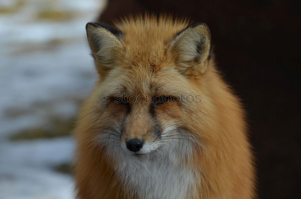 Similar – Image, Stock Photo Fox in the field with fog and snow