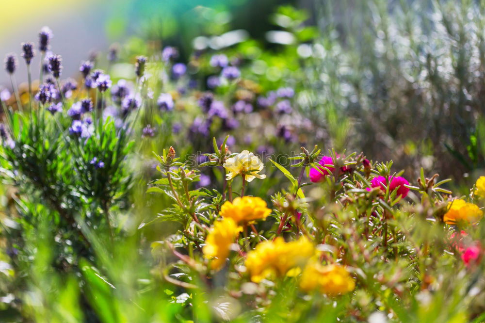 Similar – Image, Stock Photo Flowering Heath Heathland