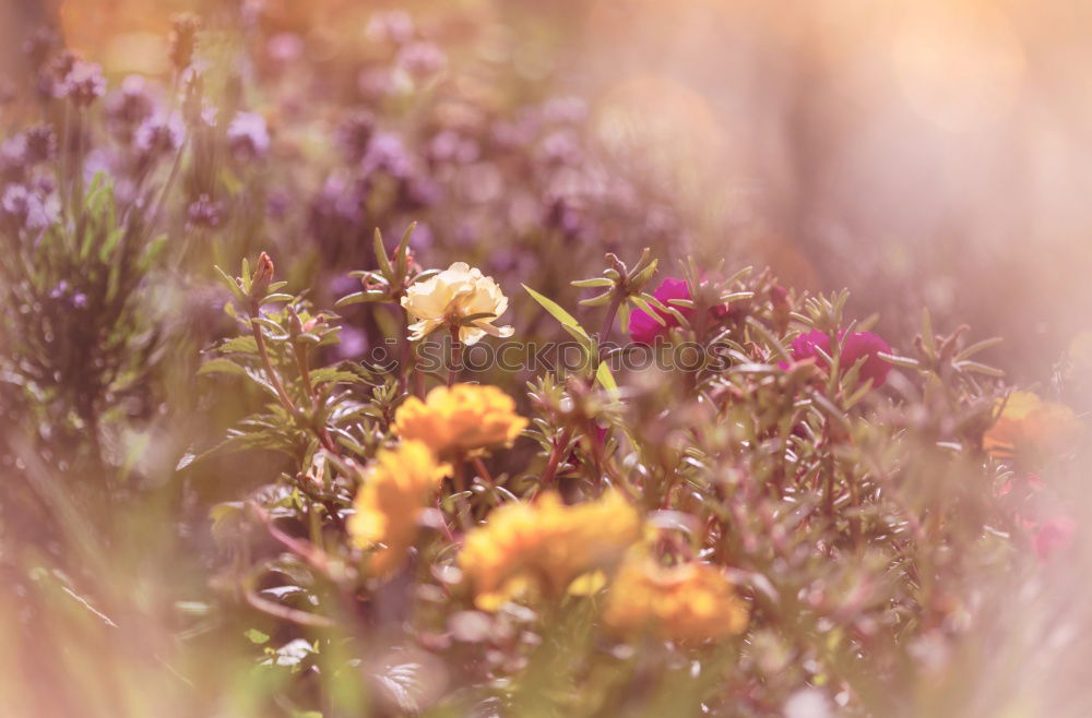 Similar – Medicinal plant Lavender