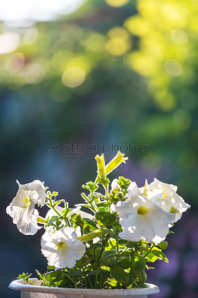 Similar – Image, Stock Photo stepmother Pansy Flowerpot