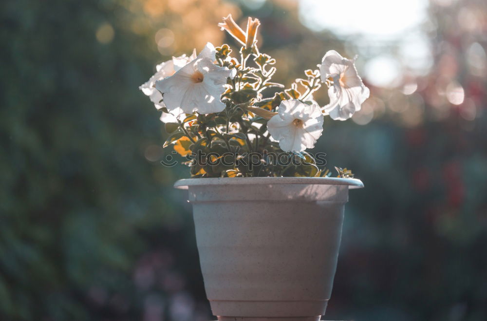 Similar – Image, Stock Photo Flower pots stand on a stone staircase on the steps at the side of the road. A garden bench stands behind it. It is autumn.