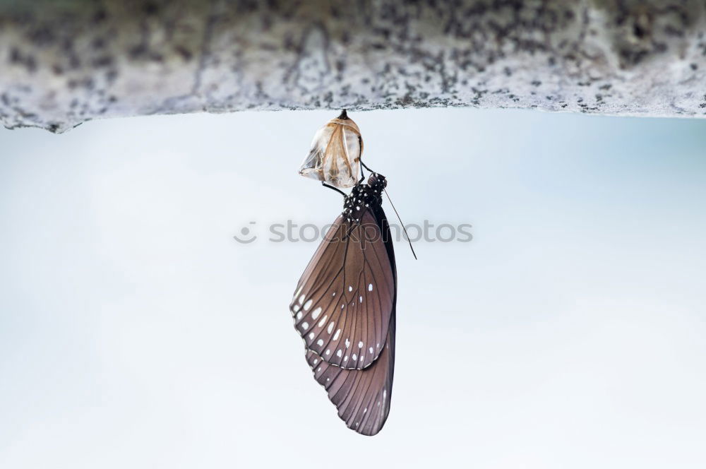 Similar – Image, Stock Photo air show Animal