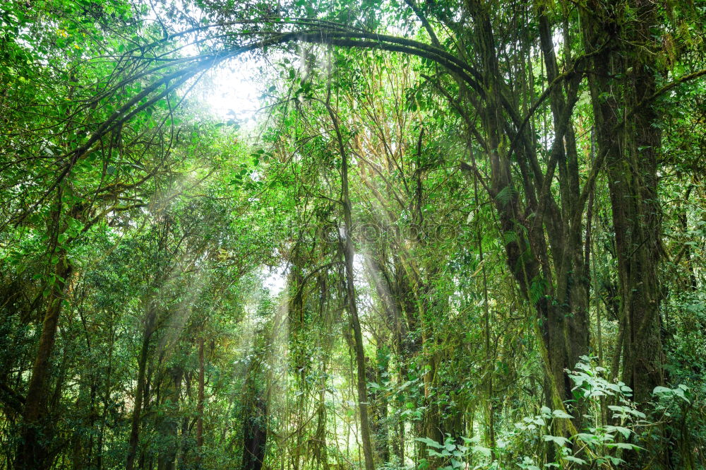 Foto Bild grünes Licht Natur Pflanze