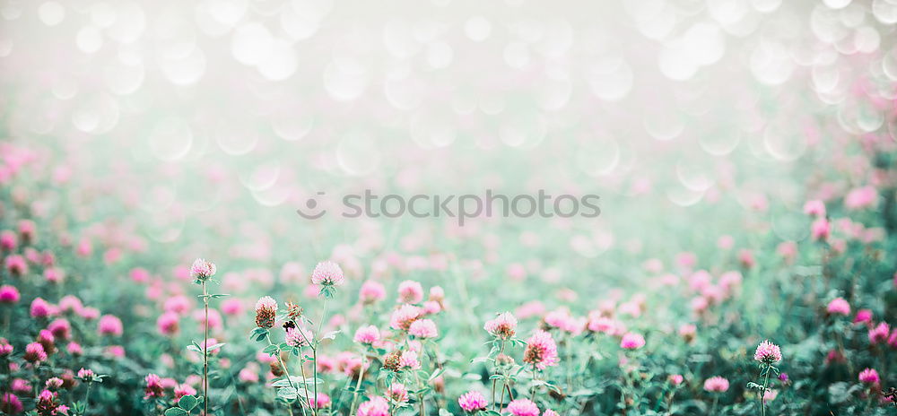 Bellis Frühling Pflanze