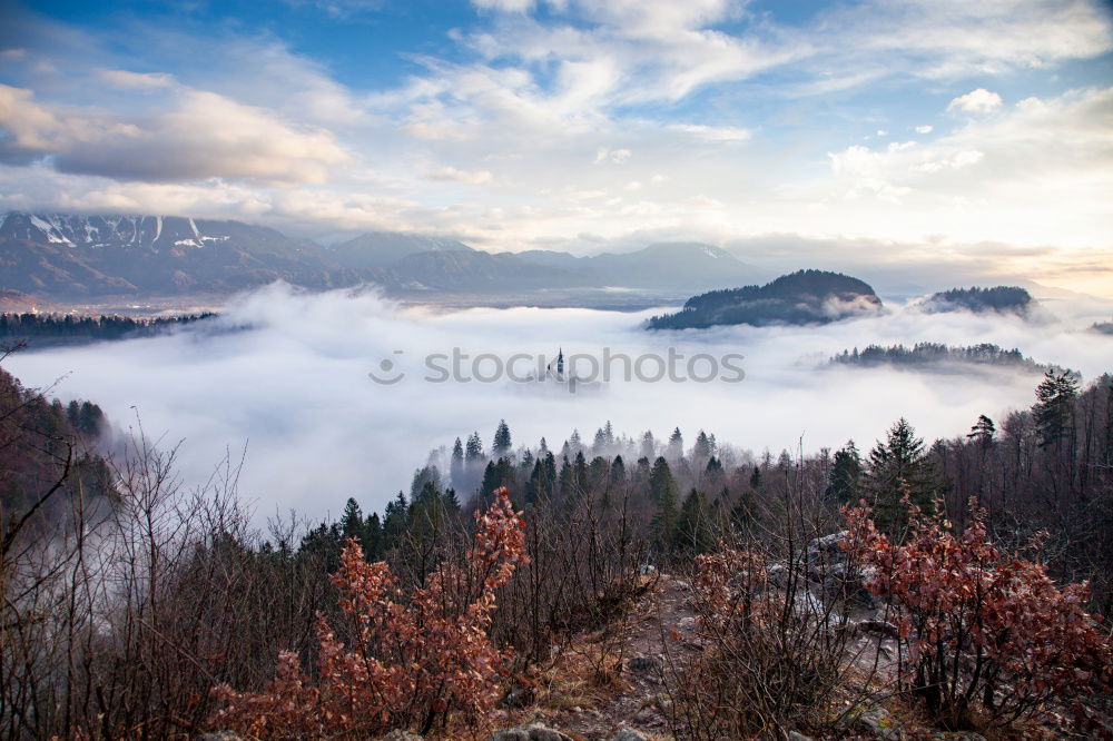 Similar – Image, Stock Photo Frosty Black Forest 1